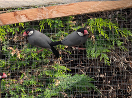 Cockateils and java sparrows