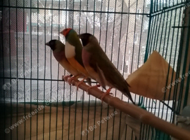 Gouldian finches for sale