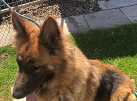 German Shepherd female