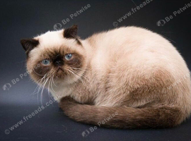 Stud Duties Only - Exotic Shorthair