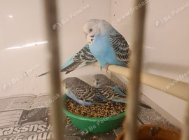 FRIENDLY BUDGIES