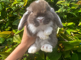The Sweetest Baby Bunny&rsquo;s