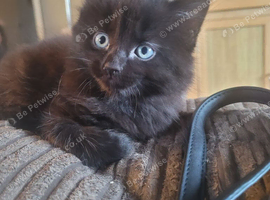 Beautiful black kitten- friendly healthy boy