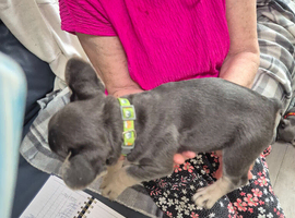 Pedigree French Bulldog Puppies for sale