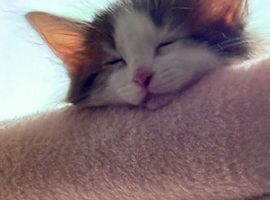 Two lovely kittens