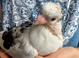 Baby pigeon