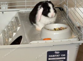 Rabbit girl Daisy 5 months old
