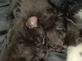 Kittens