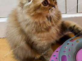 Scottish fold girl