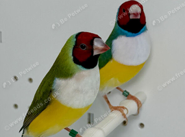 Red head Gouldian finches for sale