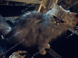 Persian chinchilla cross kittens