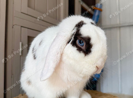 Male Mini Lop