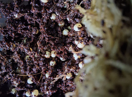 Giant African Snail eggs