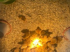 4 days old  Green/Blue Egg laying pullets