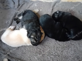 Germanshepherd pups for sale