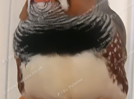 Zebra finch