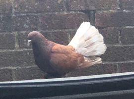 Fantail