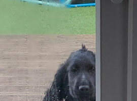 Kc cocker spaniel