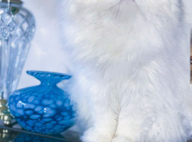Sweet Loving Affectionate Blue Eyes Pure White 100% Persian THERAPY / LAP CAT. Genetically Health Tested & Vaccinated