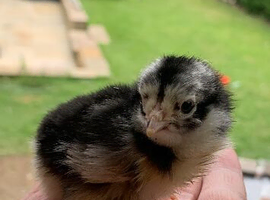 New. baby. Born cross  Maran.  Original Maran chickens