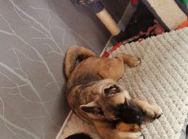 American Akita puppy male