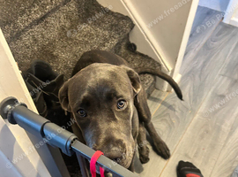 Cane corso cross presa canario