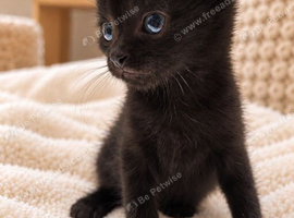 Two Adorable Black Kittens Ready for Their Forever Homes!