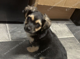 Puppy chiwhawa mix