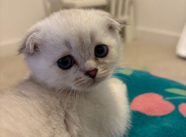 WHITE SCOTTISH FOLD KITTENS