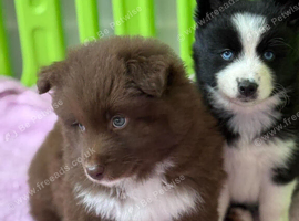 Three Pomsky Babies