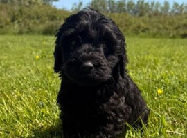 READY TO LEAVE NOW labradoodle puppies