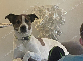 Staffy/Collie mix