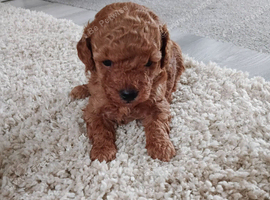 Toy poodle
