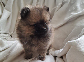 Small pomeranian girl
