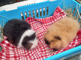 Swiss baby boars