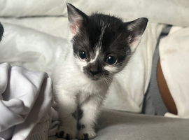 FEMALE Kitten needing a new home -FIRST WEEK OF JULY