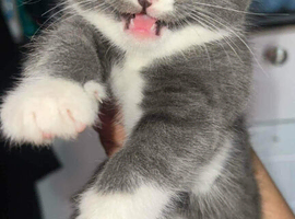 Kitten for sale