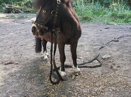 Miniature Shetland pony