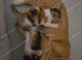 Girl kitten