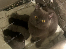 BRITISH SHORT-HAIR KITTENS BOYS & GIRLS AVAILABLE GCCF REGISTERED
