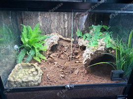 Pac-Man frog and full enclosure setup