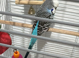 Male budgie