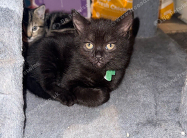 Last kitten of the litter British short hair boy