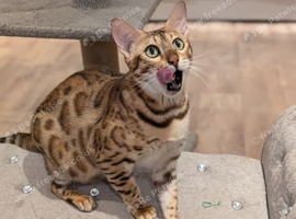 Beautiful Retired Female Bengal - Mia Seeking Her Forever Home