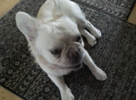 FLUFFY FRENCH BULLDOG FOR QUICK SALE  &pound;1225