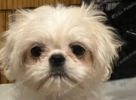 3 beautiful pugzu puppies