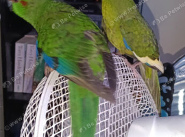 Kakariki x 2 hand reared