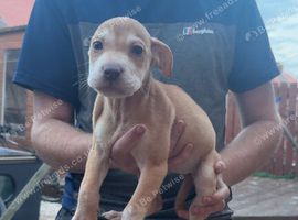 sharpei x Bedlington whippet