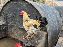 Roosters / Cockerels for sale