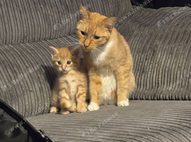 Ginger boy